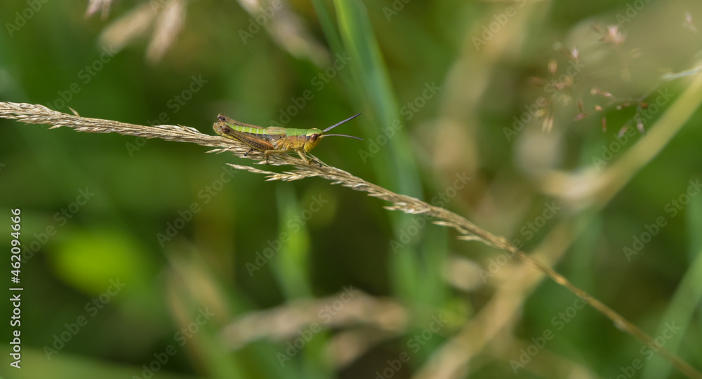 A common grasshopper at summer in saarland, copy space