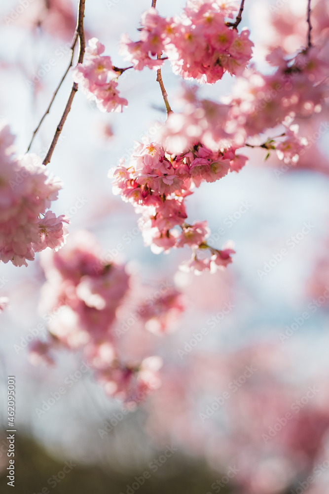 Naklejka premium Kirschblüten