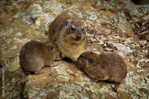 Rock Hyrax - Procavia capensis also dassie, Cape hyrax, rock rabbit and coney, medium-sized terrestrial mammal, order Hyracoidea genus Procavia, female with two sucking juveniles