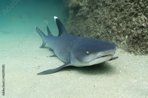 White Tip Reef Shark resting on the sand