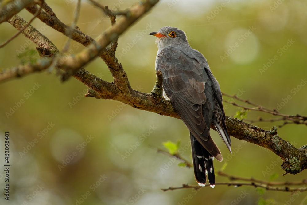African Cuckoo - Cuculus gularis species of cuckoo in the family Cuculidae, found in Sub-Saharan Africa where it migrates within the continent, grey birdperching on the branch in the tree African Cuckoo - Cuculus gularis species of cuckoo in the family Cuculidae, found in Sub-Saharan Africa where it migrates within the continent, grey birdperching on the branch in the tree