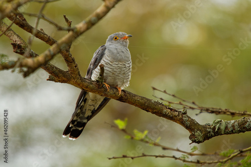 African Cuckoo - Cuculus gularis species of cuckoo in the family Cuculidae, found in Sub-Saharan Africa where it migrates within the continent, grey birdperching on the branch in the tree photo