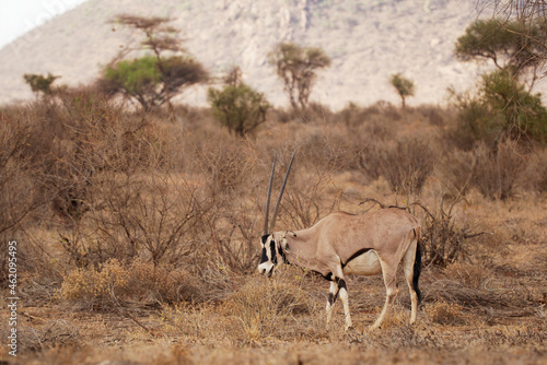 East African Oryx - Oryx beisa also Beisa  antelope from East Africa  found in steppe and semidesert throughout the Horn of Africa  two coloured  horned antelope