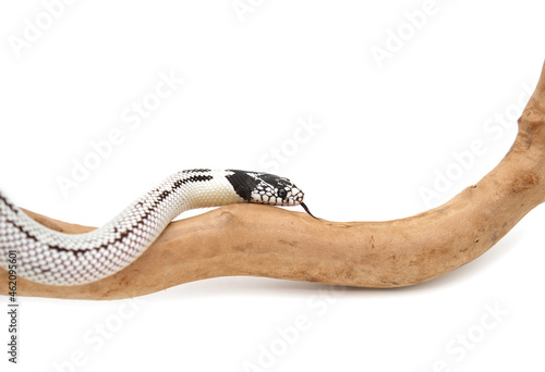 Lampropeltis getula californiae king snake, young specimen, high white morph. Common name: California king snake. Non venomous colubrid, constrictor. Popular as pet reptile. Selective focus on head.