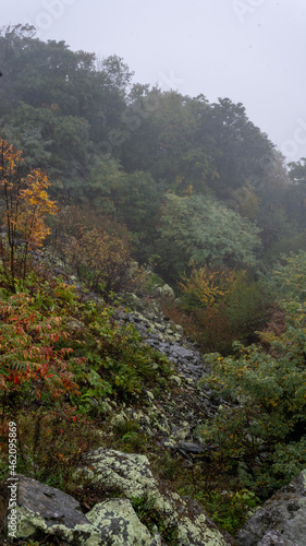 Shenandoah National Park Colorful Vegetation