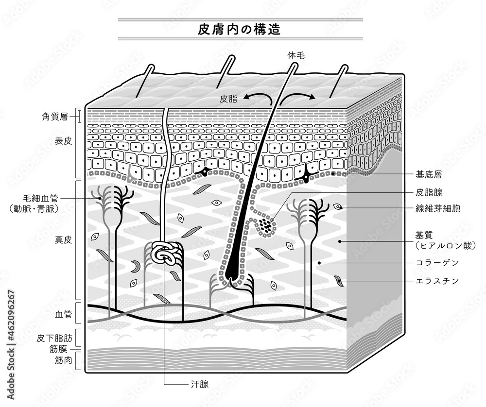皮膚内部の構造を示すイラスト。日本語表記。モノクロカラー。 Stock ベクター | Adobe Stock