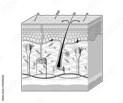 皮膚内部の構造を示すイラスト。表記なし。