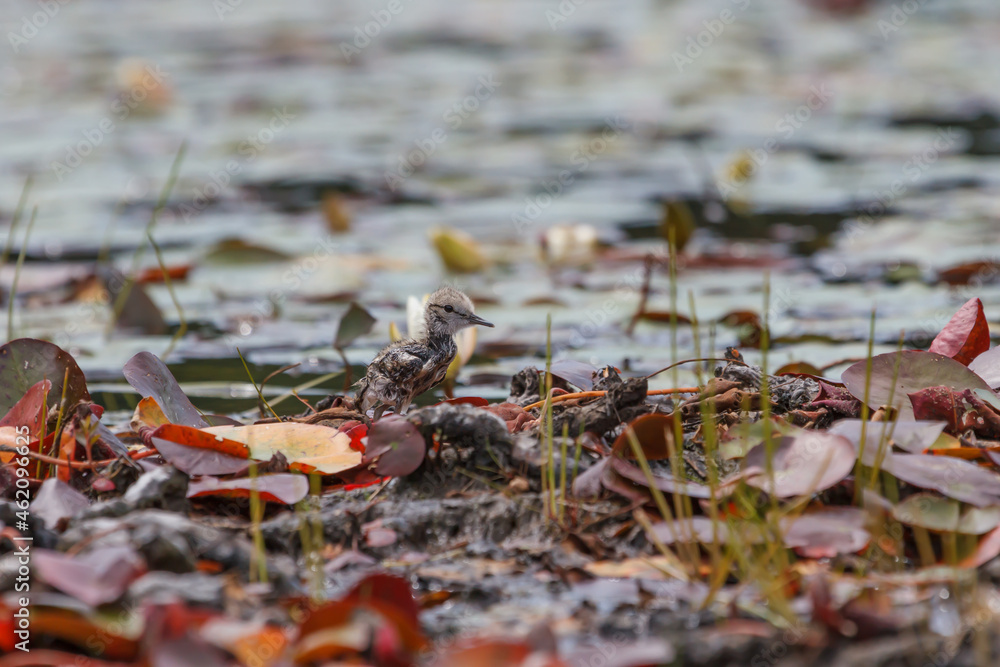 Juvenile spotted sandpiper standing on a mudflat surrounded by water lilies. 