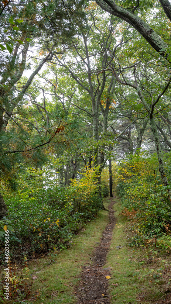 Shenandoah National Park Hike Tree