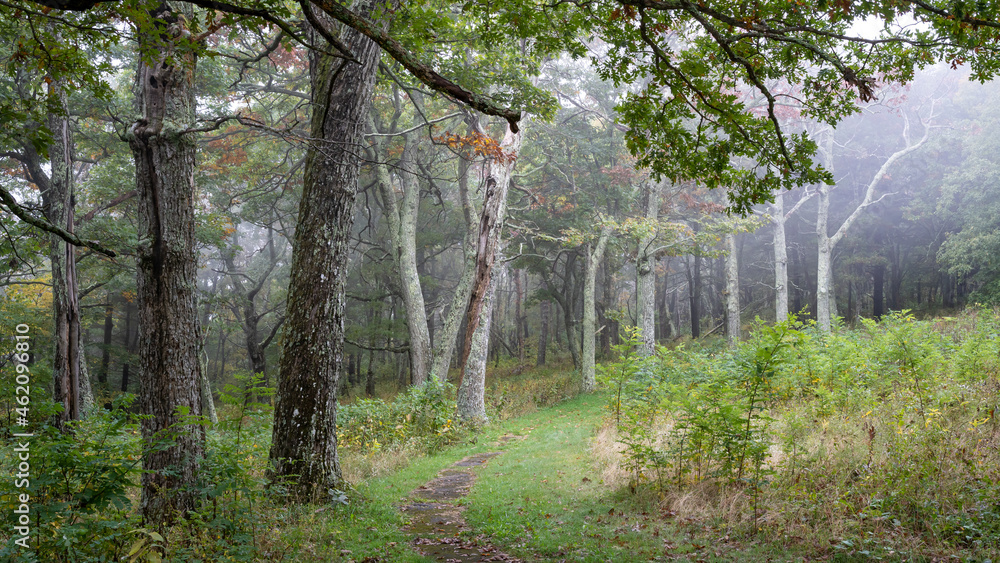 Obraz premium Shenandoah National Park Hike Trail