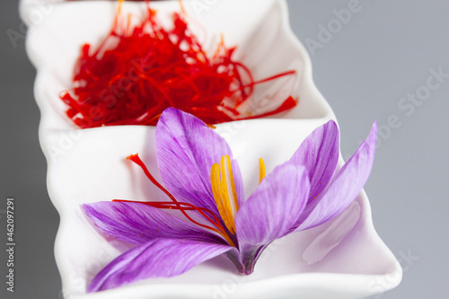 Saffron spice and flower with stamens on a white saucer. Undried spice. photo