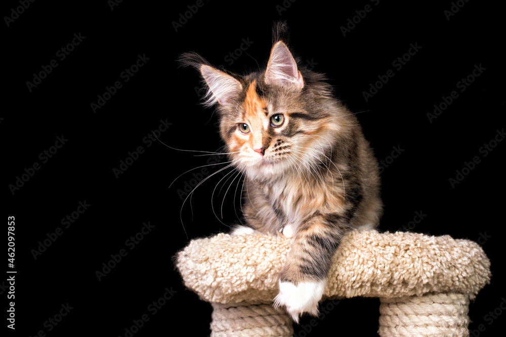 Fototapeta premium A bright maine coon kitten on black background.