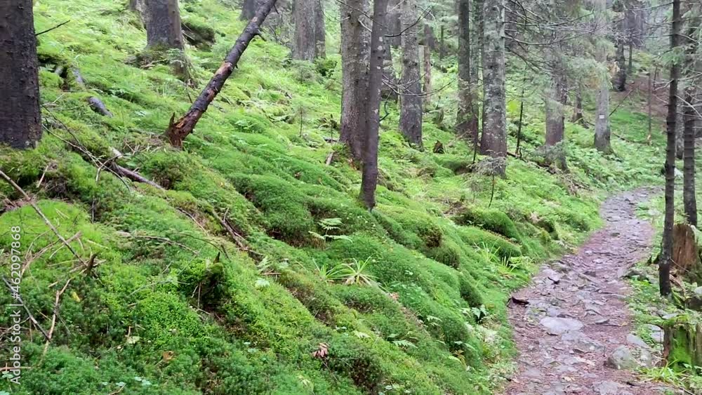 Beautiful forest in the mountains Beautiful forest in the mountains