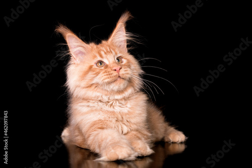 A red maine coon kitten on black background.