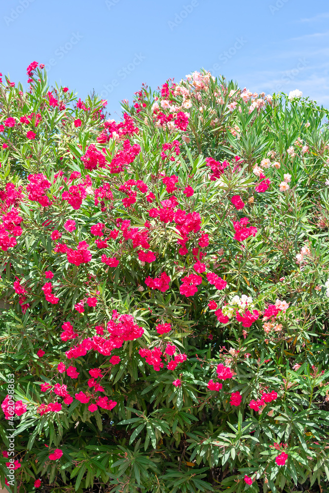 bougainvillea in the Garden of Nations park in Torrevieja. Alicante, on the Costa Blanca. Spain Europe.
