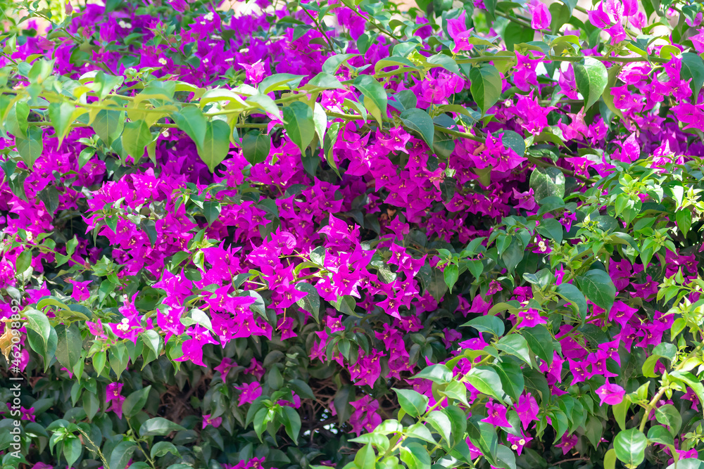 bougainvillea in the Garden of Nations park in Torrevieja. Alicante, on the Costa Blanca. Spain Europe.
bougainvillea in the Garden of Nations park in Torrevieja. Alicante, on the Costa Blanca. Spain Europe.