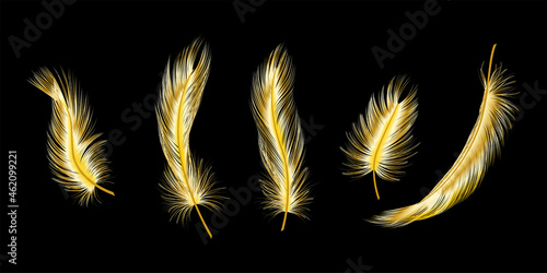 Set of gold  feather. Vector illustration.
