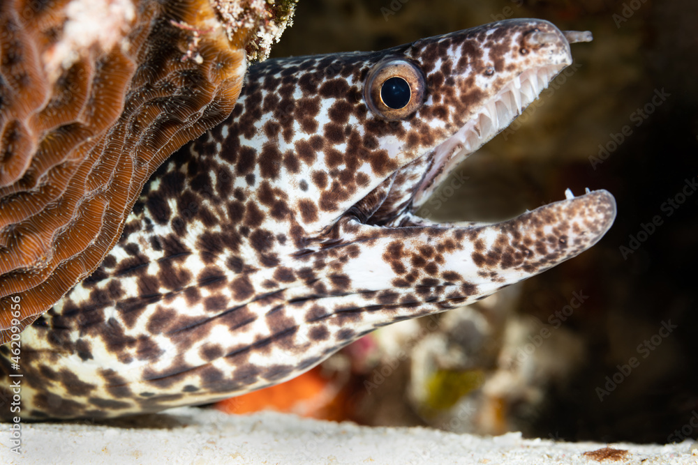 A Spotted Moray Eel with its mouth open - obrazy, fototapety, plakaty 