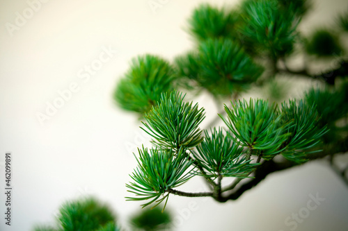 Fototapeta Naklejka Na Ścianę i Meble -  Kyoto,Japan - October 6, 2021: Closeup of Pinus parviflora of Bonsai or potted plant 
