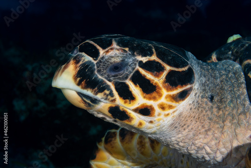 Close up of a hawkbill sea turtle head