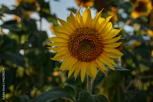 Sunflower among green foliage. Sunflower close-up on a blurred background. Farm field. Ecological farming. Healthy eating. photo