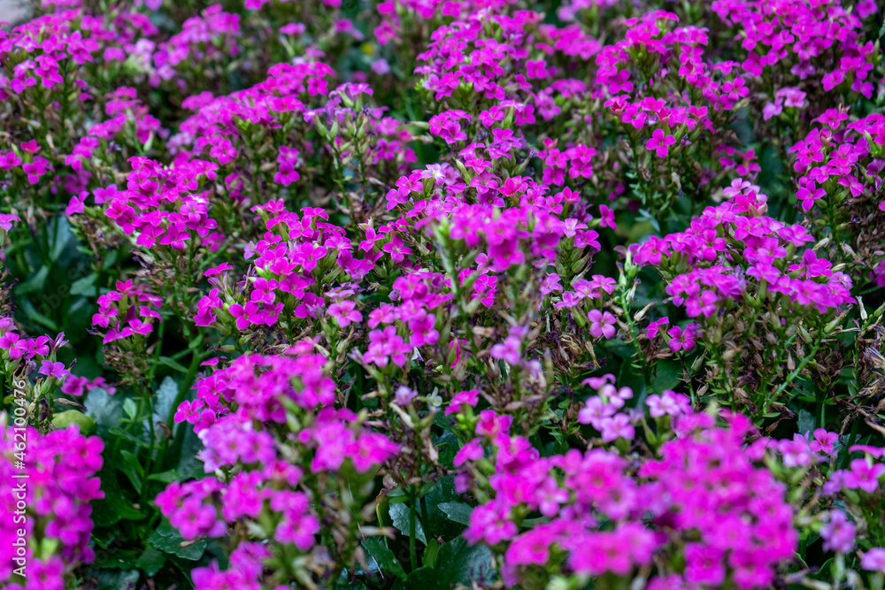 Lush Purple Flowers Growing in Autumn