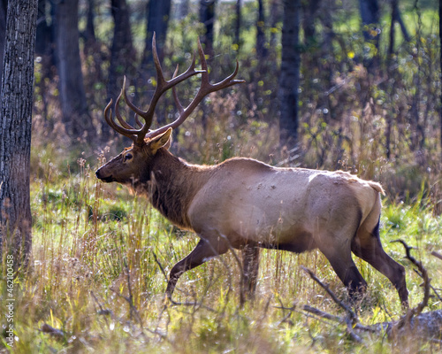 Elk Stock Photo and Image. Male close-up profile side view walking in the forest with a blur tree background  displaying its antlers in its environment and habitat surrounding.