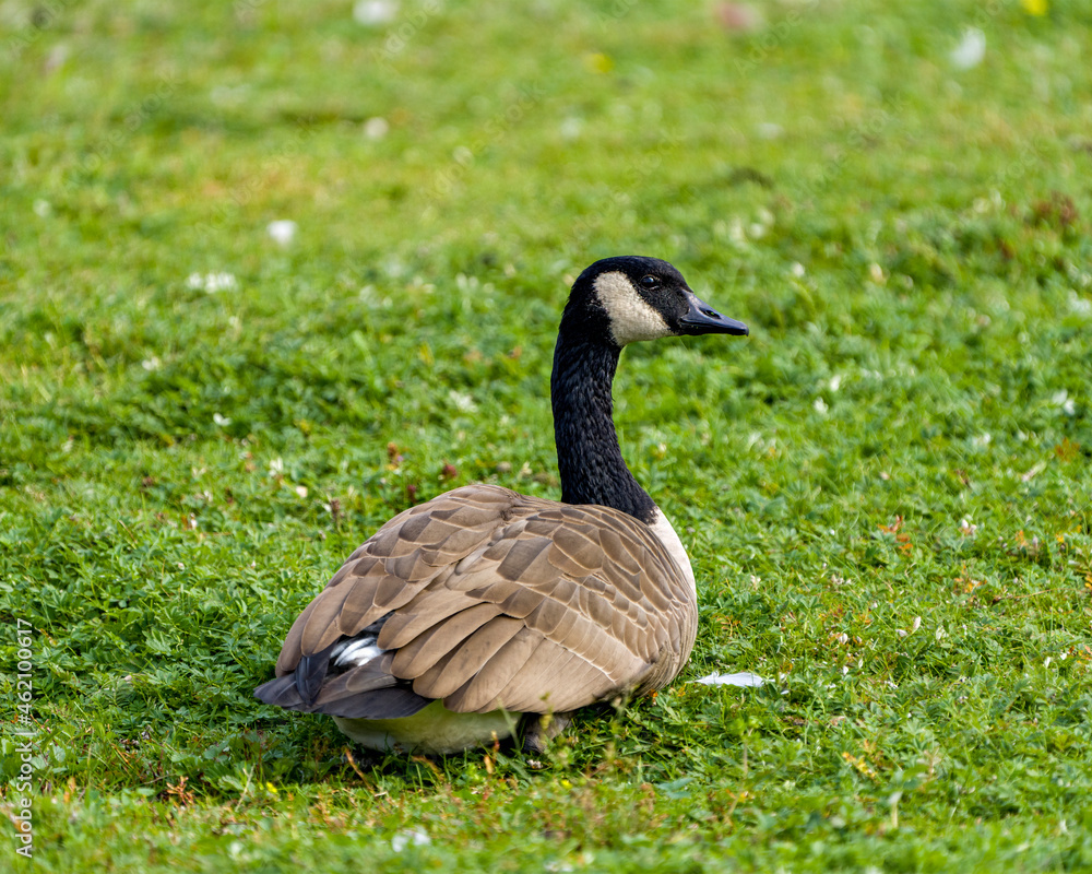 Canada Geese Photo and Image. Resting in a field with a background and foreground grass, displaying brown feather plumage, brown body in its habitat and environment, looking to the right side. Canada Geese Photo and Image. Resting in a field with a background and foreground grass, displaying brown feather plumage, brown body in its habitat and environment, looking to the right side.