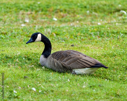 Canada Geese Photo and Image. Resting in a field with a background and foreground grass, displaying brown feather plumage, brown body in its habitat and environment, looking to the left side