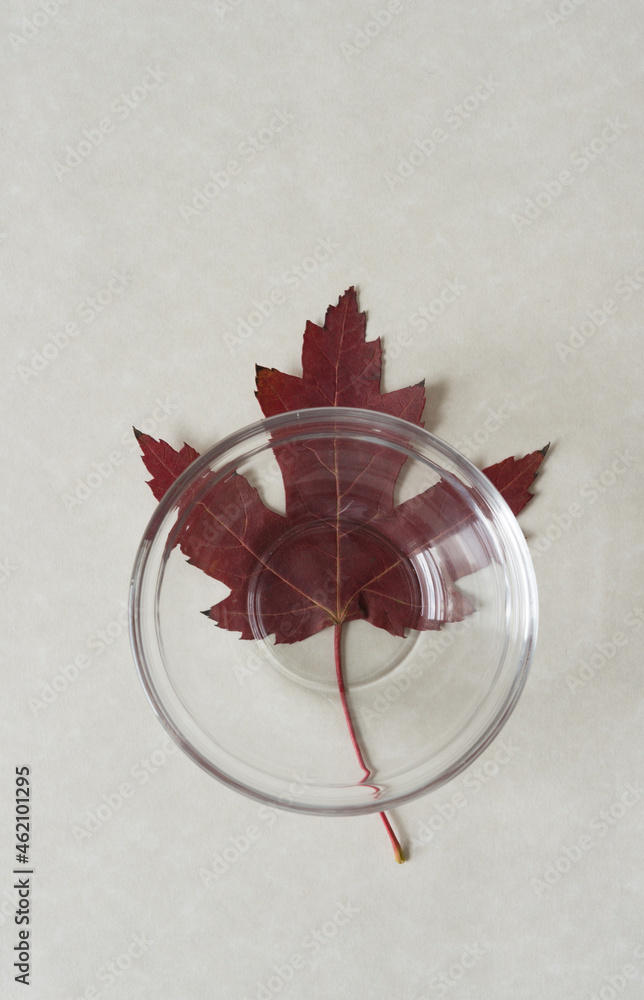 shallow glass bowl sitting on a red maple leaf on a paper background