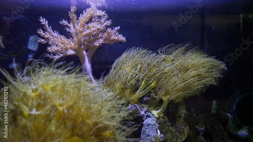 Parazoanthus gracilis colony, yellow crust sea anemone polyps and Capnella sp coral move tentacles on stone in strong current, healthy and active animals in nano reef marine aquarium photo