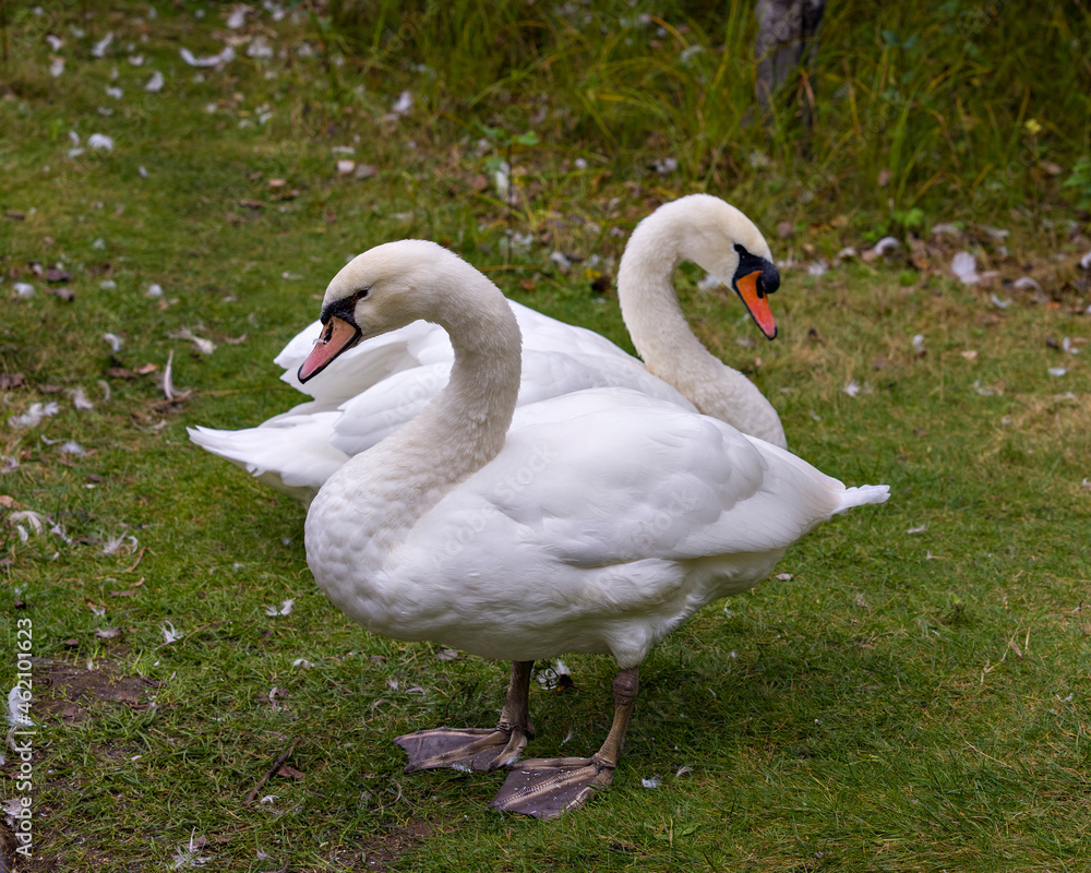 Swan Stock Photo and Image. Mute Swan couple in the field displaying white angel plumage in their environment and habitat surrounding. Picture. Portrait. Swan Stock Photo and Image. Mute Swan couple in the field displaying white angel plumage in their environment and habitat surrounding. Picture. Portrait.