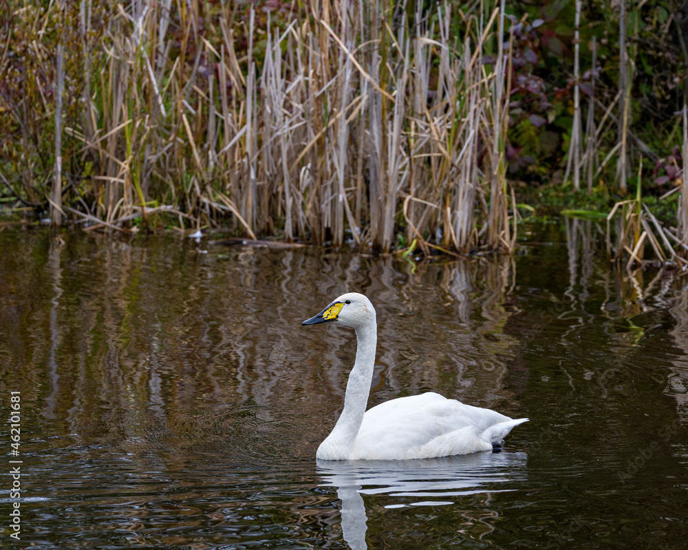 Swan Stock Photo and Image. Tundra Swan swimming with blur background displaying white angel plumage in its environment and habitat surrounding. Swan Stock Photo and Image. Tundra Swan swimming with blur background displaying white angel plumage in its environment and habitat surrounding.
