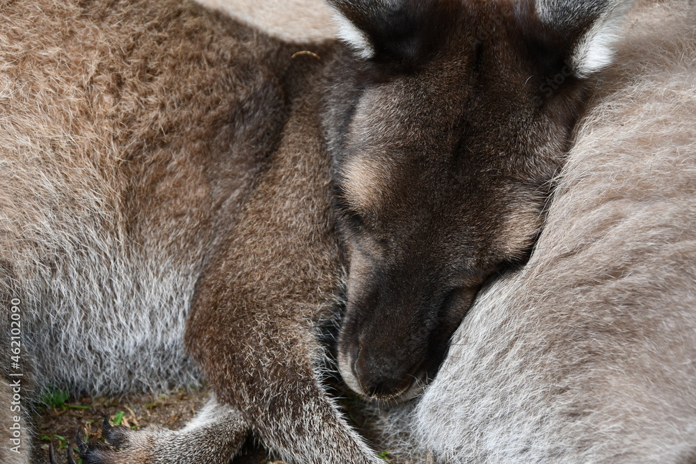 Obraz premium kangaroo and baby joey close up sleeping