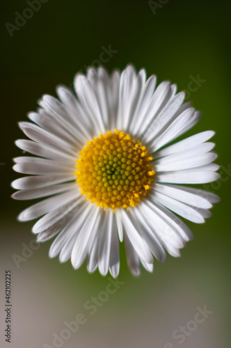 macro espiral abeja flor primavera colores bokeh naturaleza decoraci  n polen n  ctar 