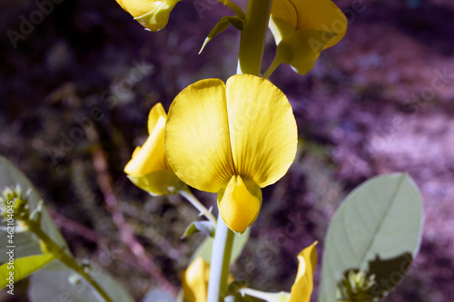 Macro Yellow Smooth Rattlebox Crotalaria flowers photo