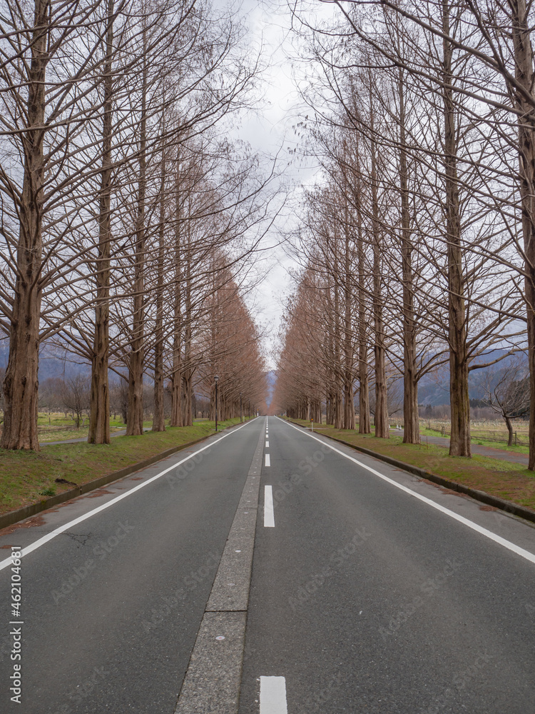 Fototapeta premium 冬の早朝のメタセコイア並木