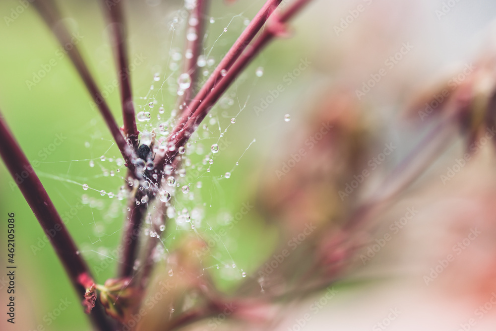 japanese maple plant outdoor with spiderweb covered in raindrops in beautiful tropical backyard japanese maple plant outdoor with spiderweb covered in raindrops in beautiful tropical backyard