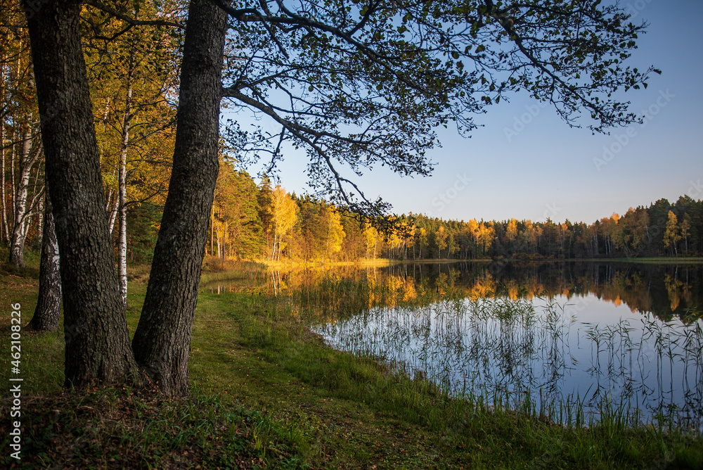Forest in autumn with yellow leaves by the lake on a sunny autumn evening, Stikli, Latvia.