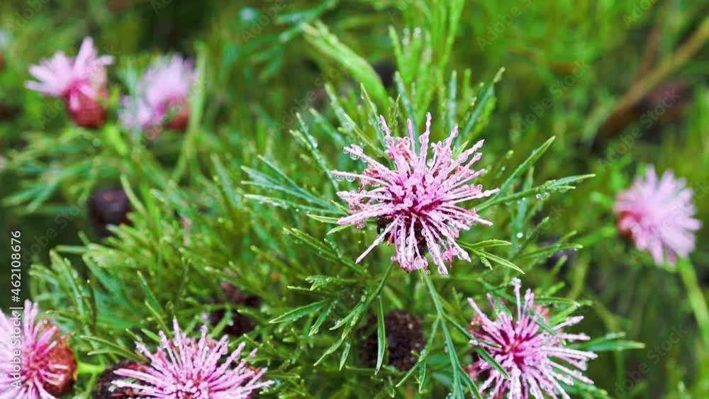 native Australian isopogon Candy Cone plant with pink flowers covered in rain drops