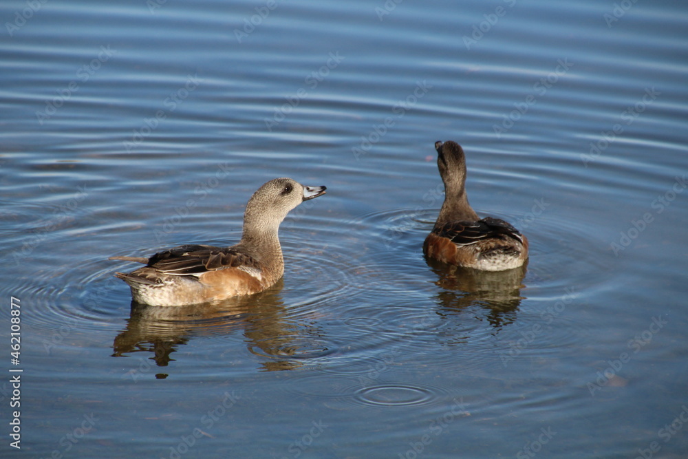 Obraz premium Ducks On Blue Water, William Hawrelak Park, Edmonton, Alberta