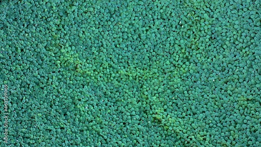 Ariel overhead shot of a lotus pond in Buyeo, South Korea. The shot starts wide and flys downward towards the pond. Ariel overhead shot of a lotus pond in Buyeo, South Korea. The shot starts wide and flys downward towards the pond.