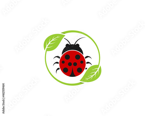 Ladybird in the nature green leaf
