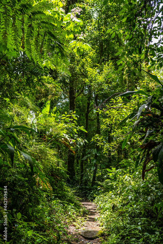 Tropical Plants, flowers and trees growing together in Costa Rica, Monteverde rainforest. Stock
