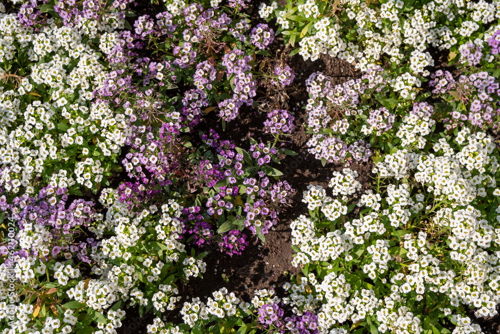 Top view of the blooming Alyssum spinosum, a cabbage family, white and lilac in color. Top view of the blooming Alyssum spinosum, a cabbage family, white and lilac in color.