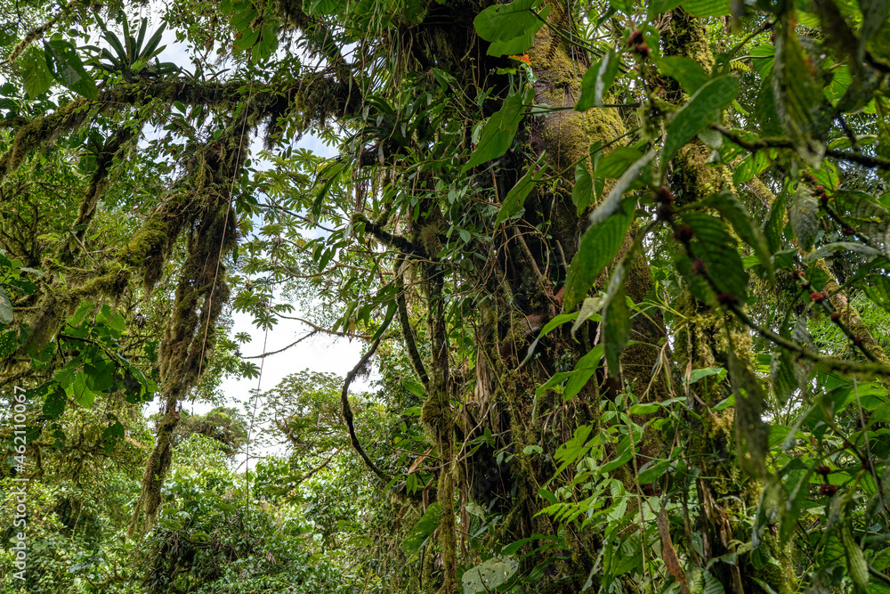 Tropical plants and trees combinations in Costa Rica, Monteverde rainforest. Stock Photo Adobe