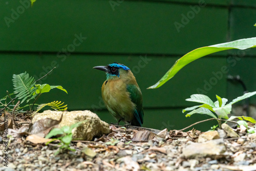 Tropical rare Bird in Costa Rica