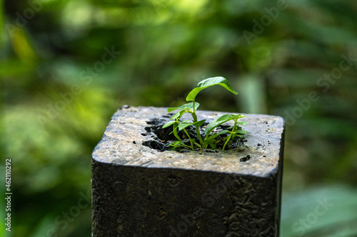 little plant growing out of concrete mountains in Costa Rica, Monteverde