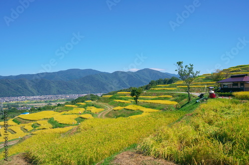 収穫直前の棚田の美しい風景