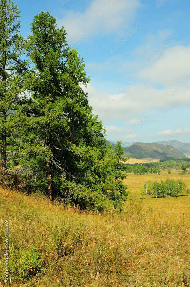 A tall pine tree on a hillside overlooking a picturesque valley on a sunny summer day.